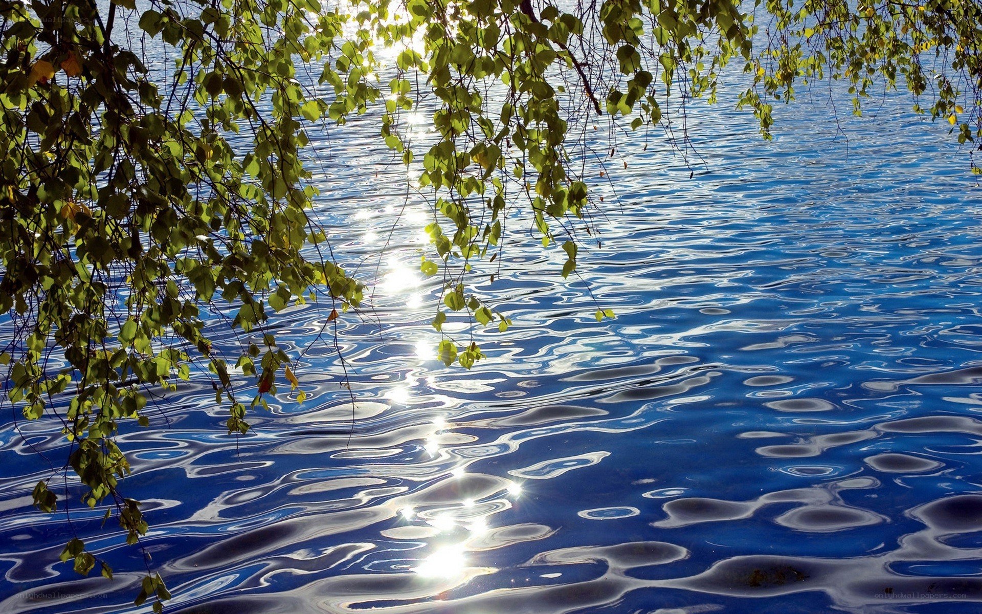 Sunlight on rippling water