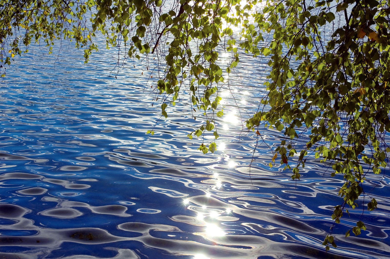 Sunlight on rippling water