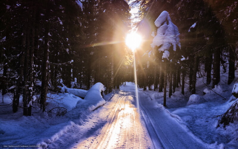 Sunlight on snowy forest path