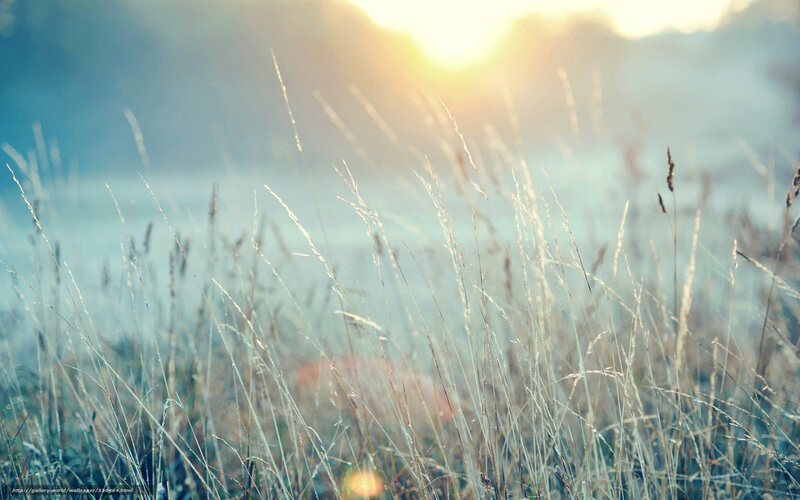 Sunlight on tall grass