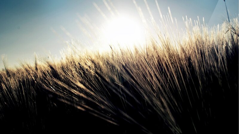 Sunlight on wheat field