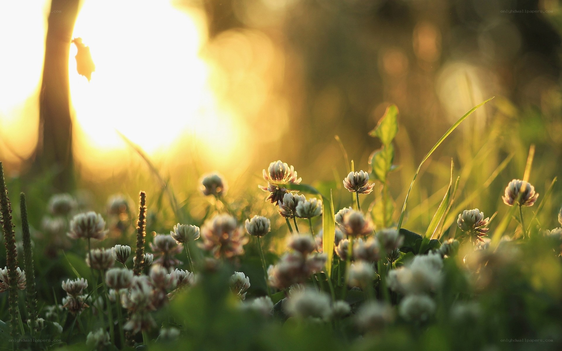 Sunlight on white clover flowers