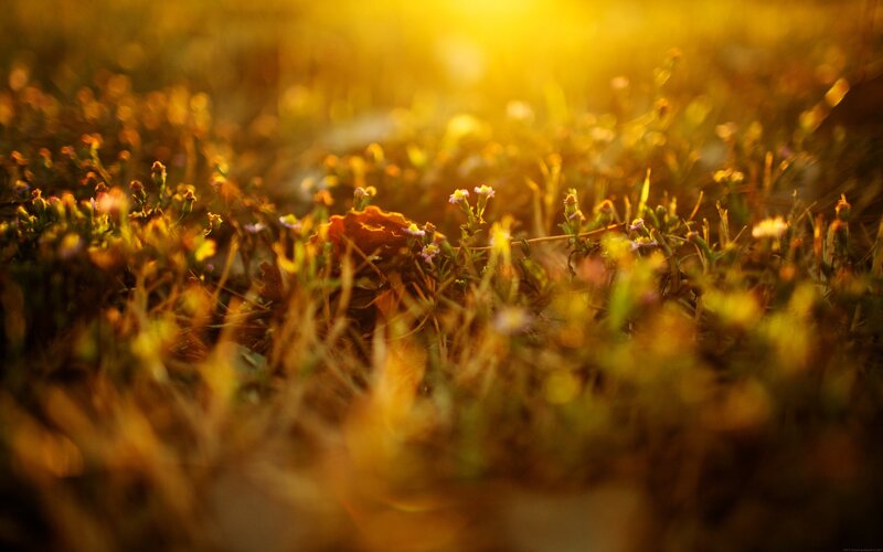 Sunlight on wildflowers