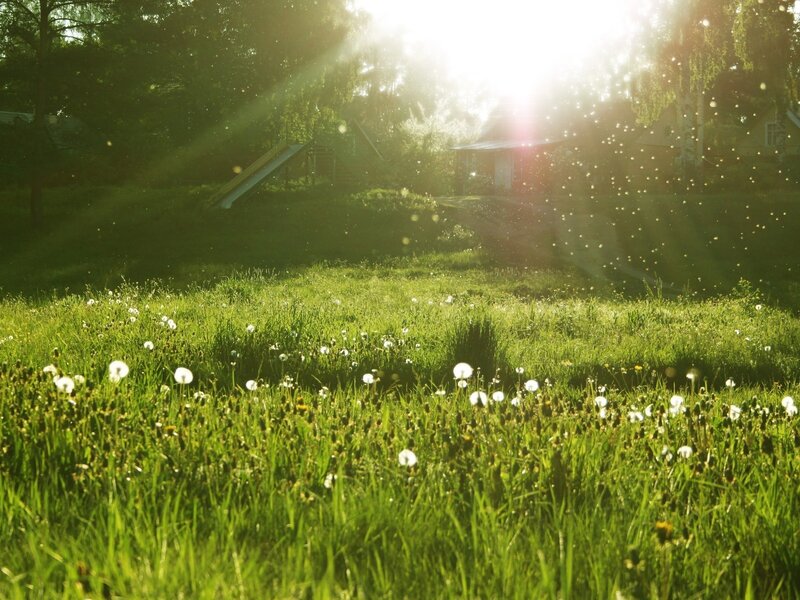 Sunlight over a dandelion field