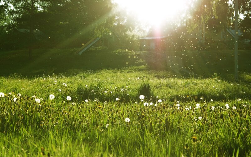 Sunlight over a dandelion field
