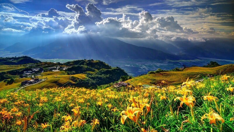 Sunlight over a flower field