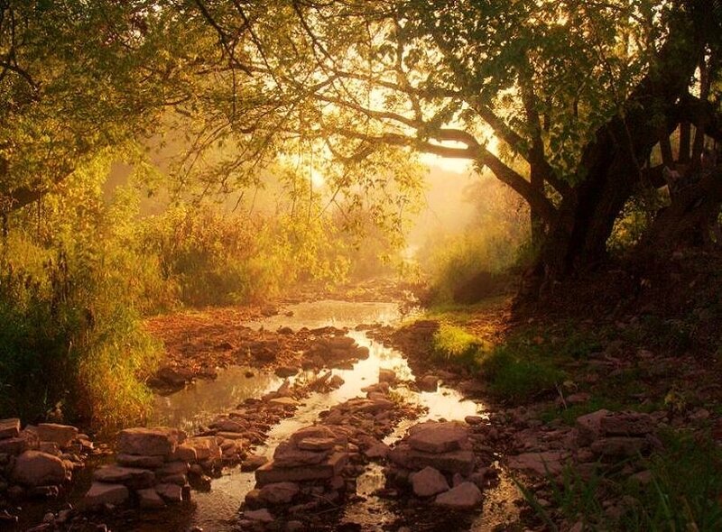 Sunlight over a forest stream