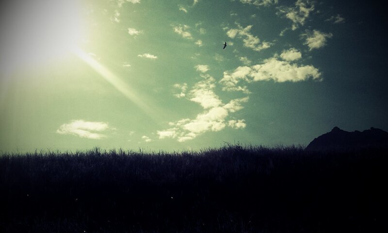 Sunlight over a grassy field