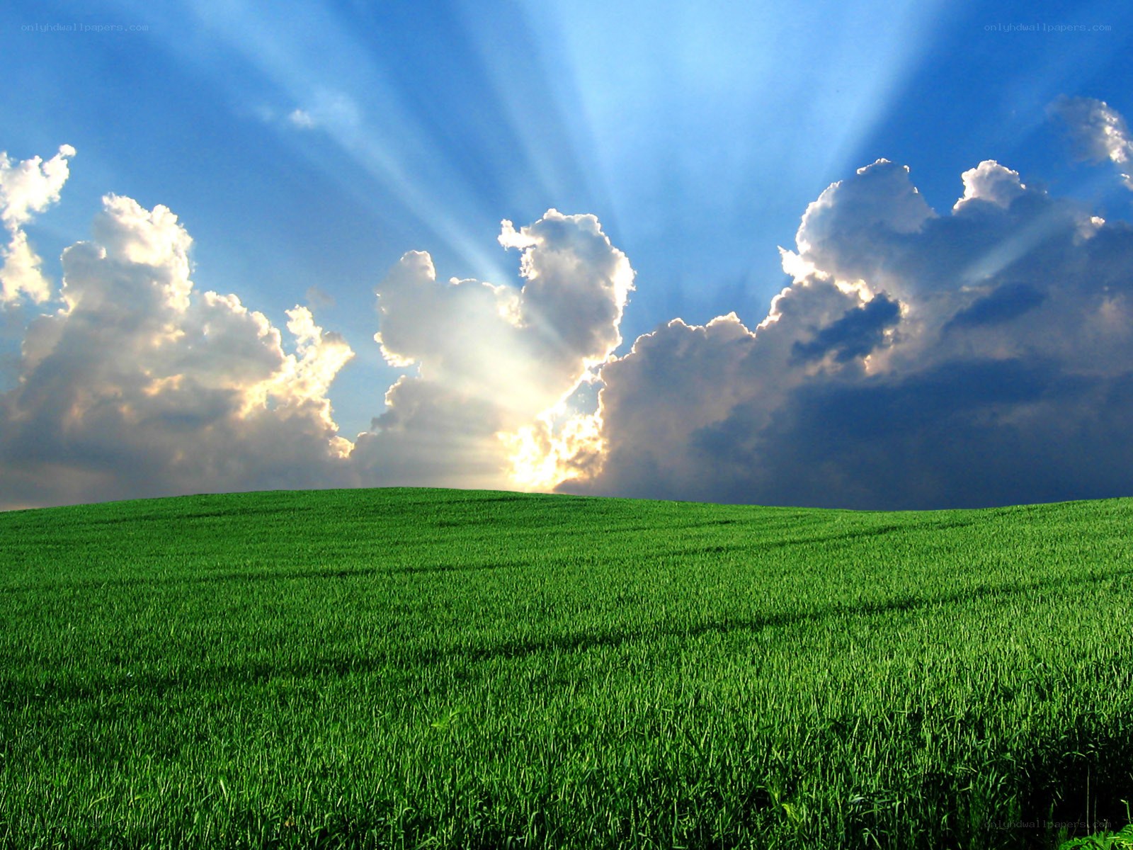 Sunlight over a green field