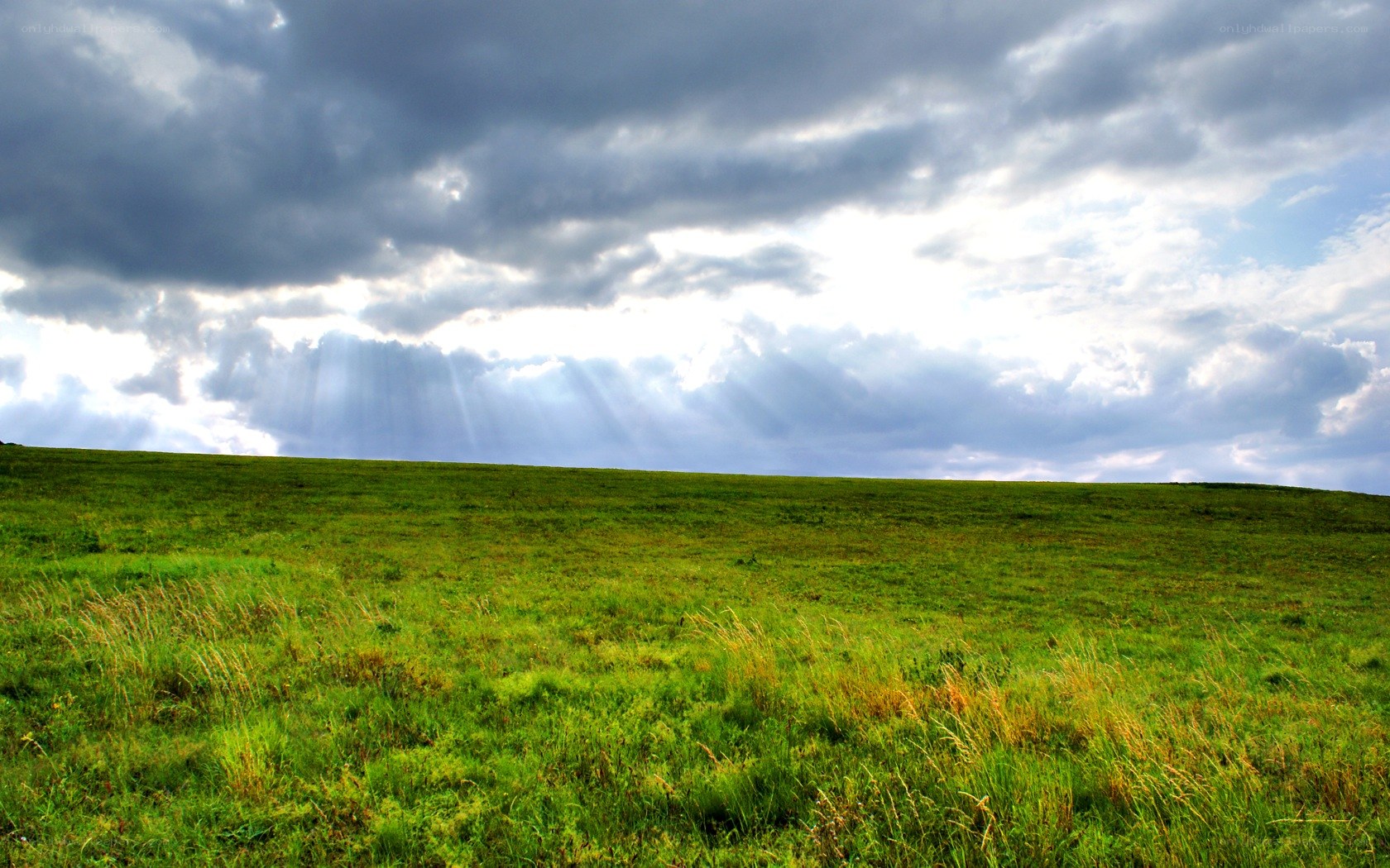 Sunlight over a green field