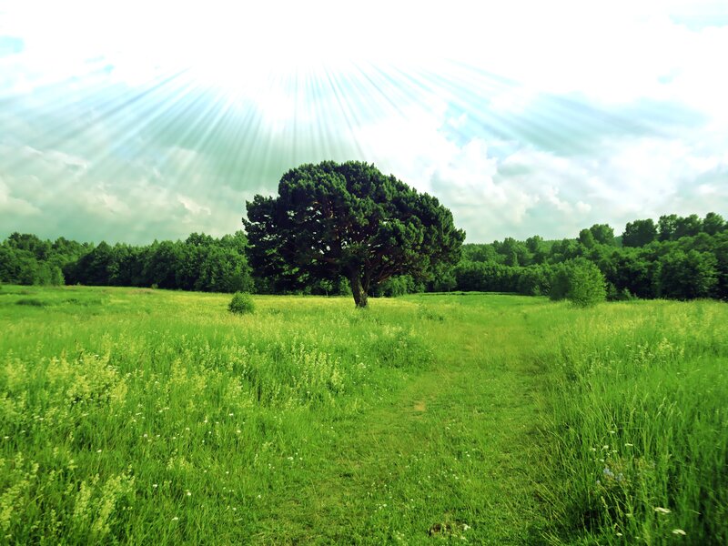 Sunlight over a lone tree