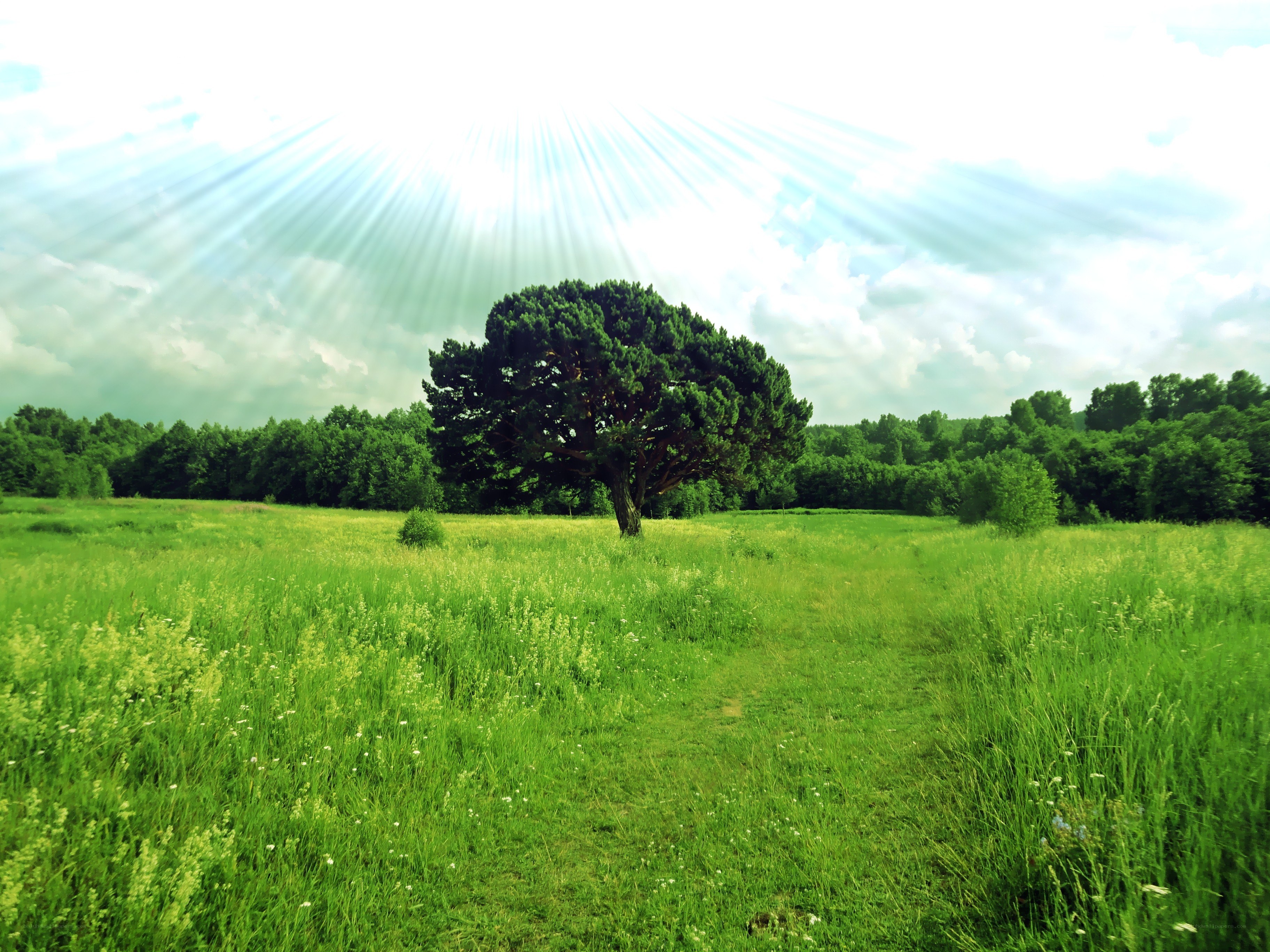 Sunlight over a lone tree