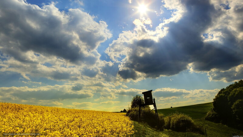 Sunlight over a yellow field
