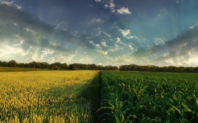 Sunlight over Farmland