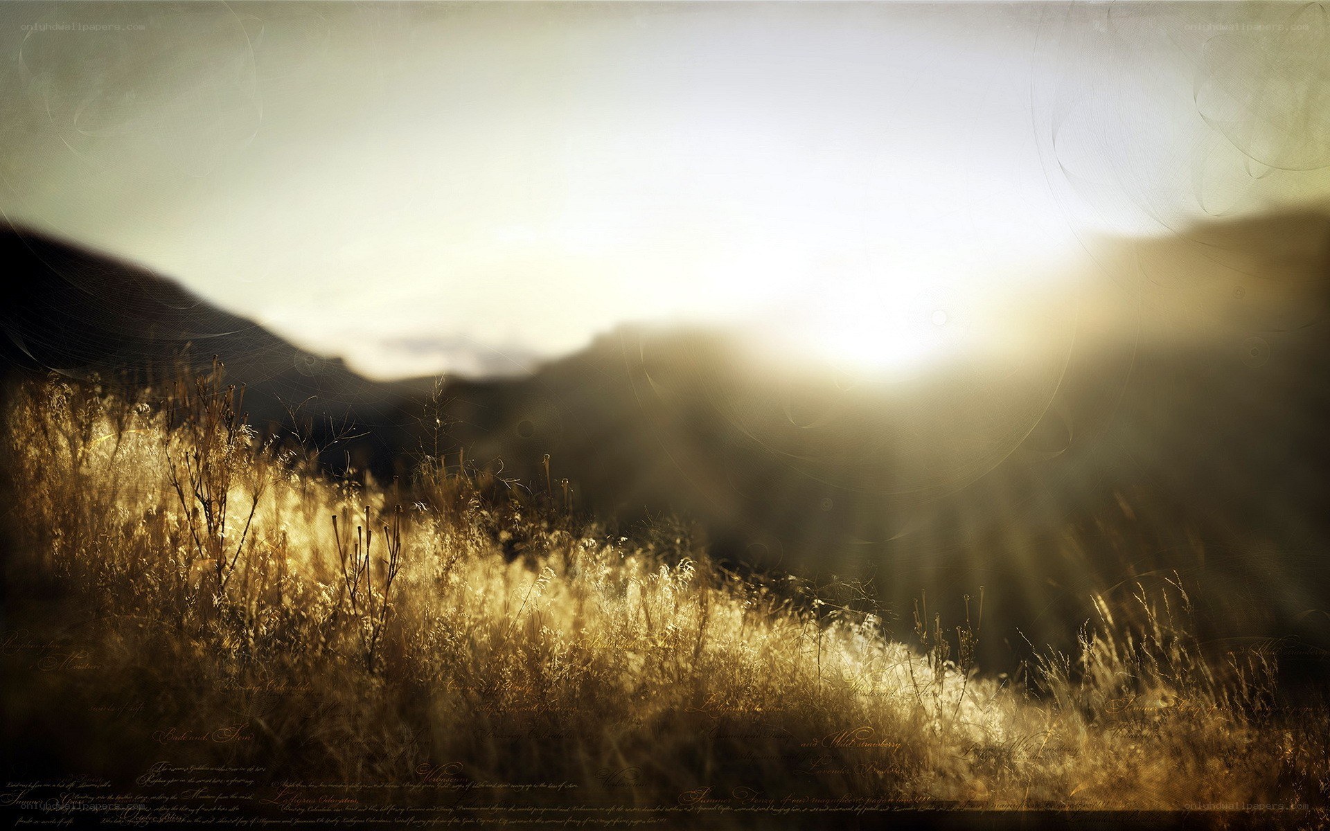 Sunlight over golden grasslands