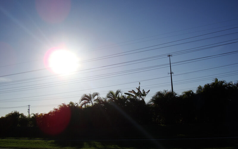 Sunlight over palm trees