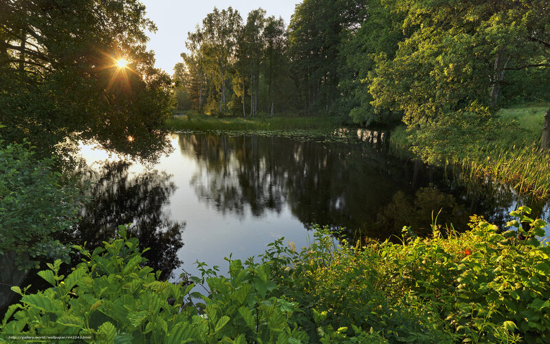 Sunlight over Pond
