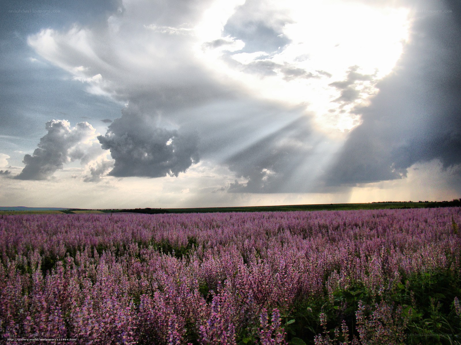 Sunlight over purple flower field