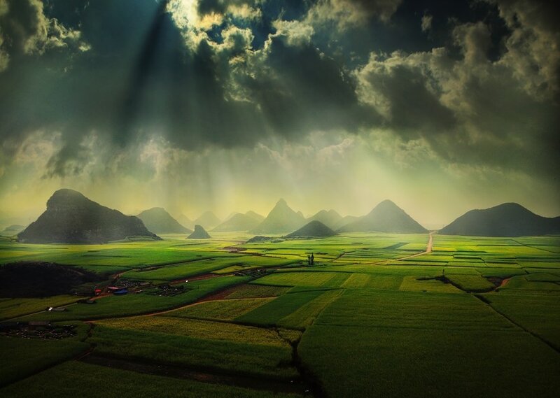 Sunlight over rice fields