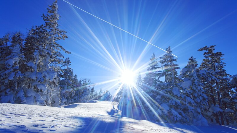 Sunlight over snowy forest