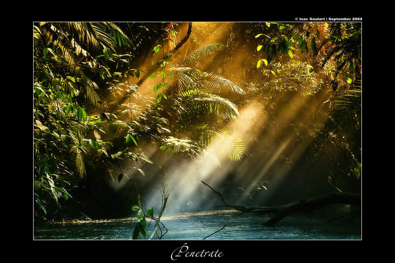 Sunlight Penetrates Rainforest