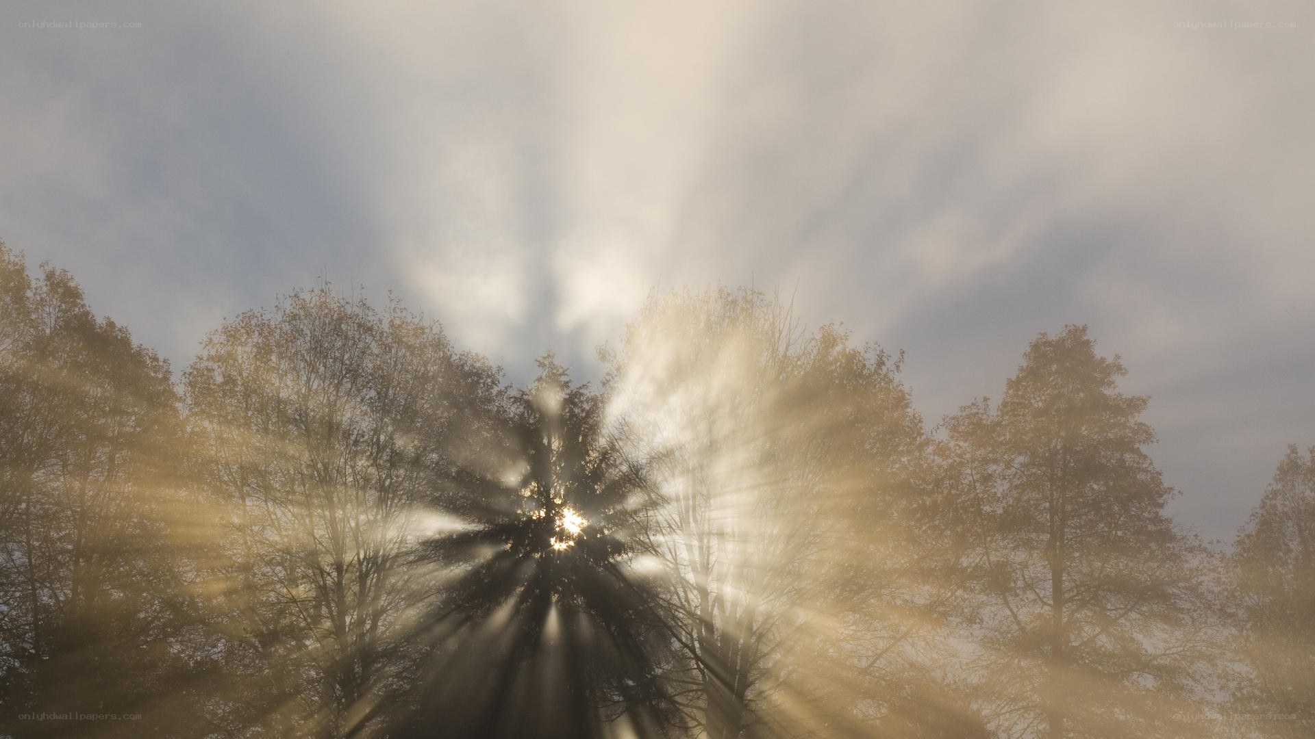 Sunlight rays through trees
