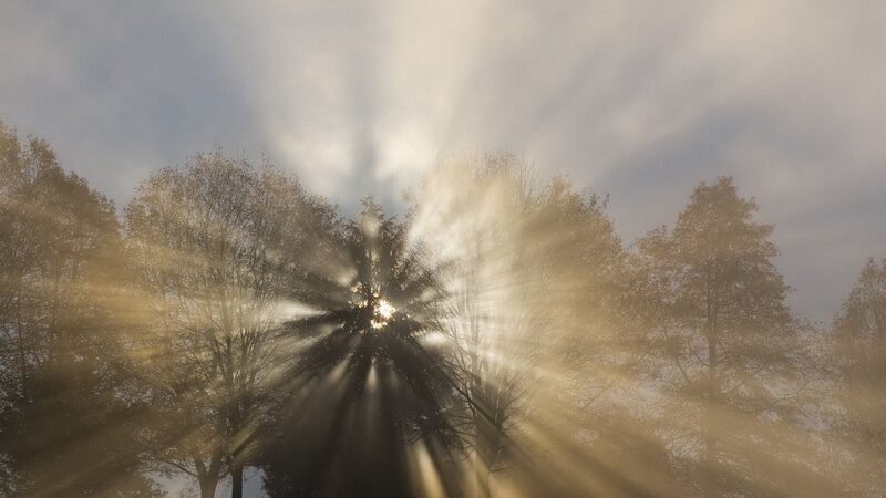 sunlight rays through trees