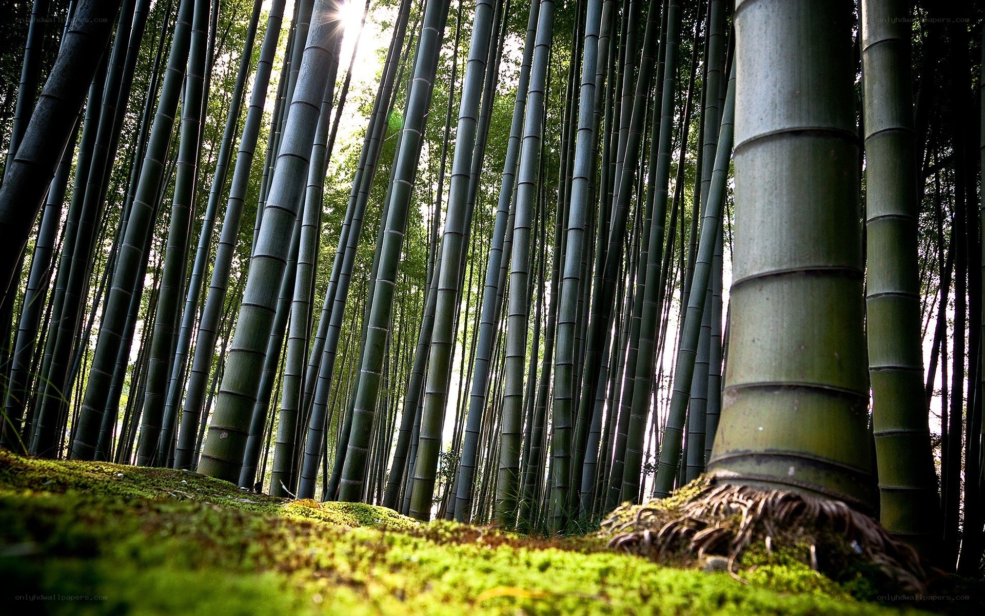 Sunlight through a bamboo forest