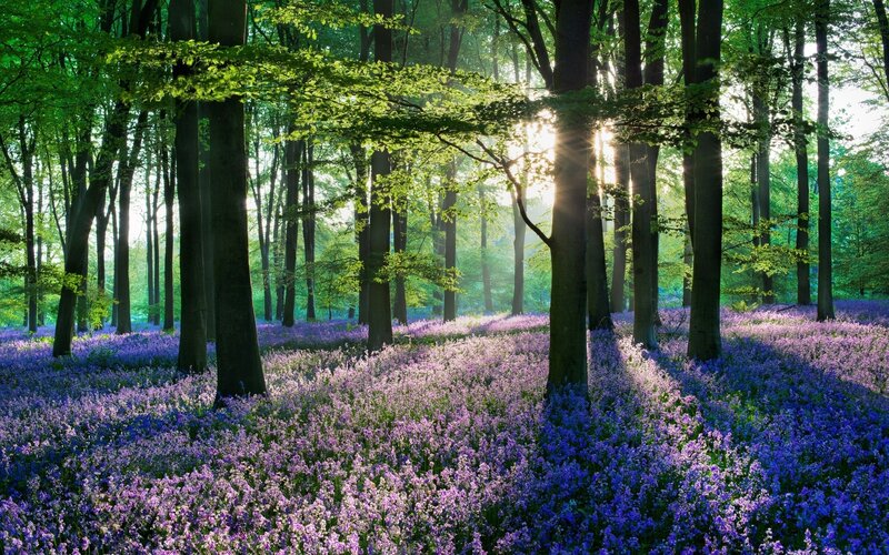 Sunlight through a bluebell forest