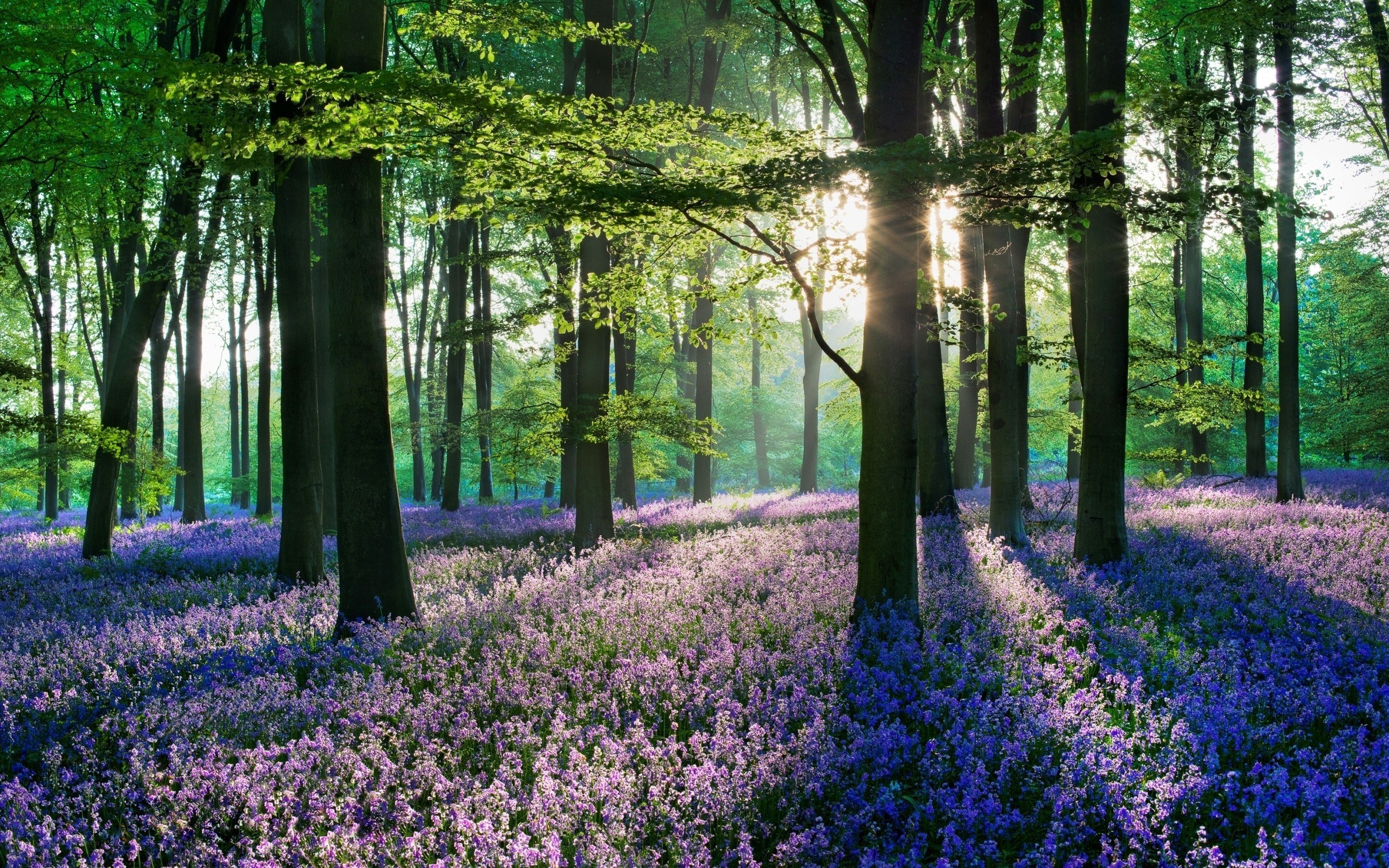Sunlight through a bluebell forest