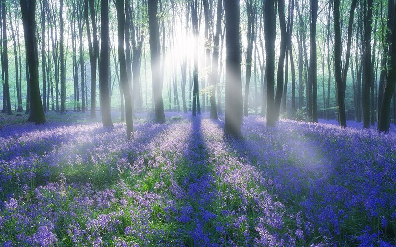 Sunlight through a bluebell forest