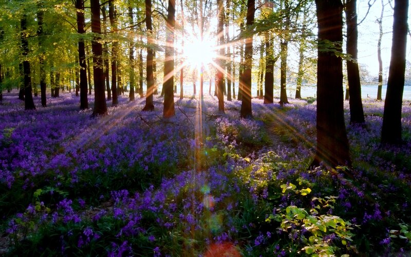 Sunlight through a bluebell forest