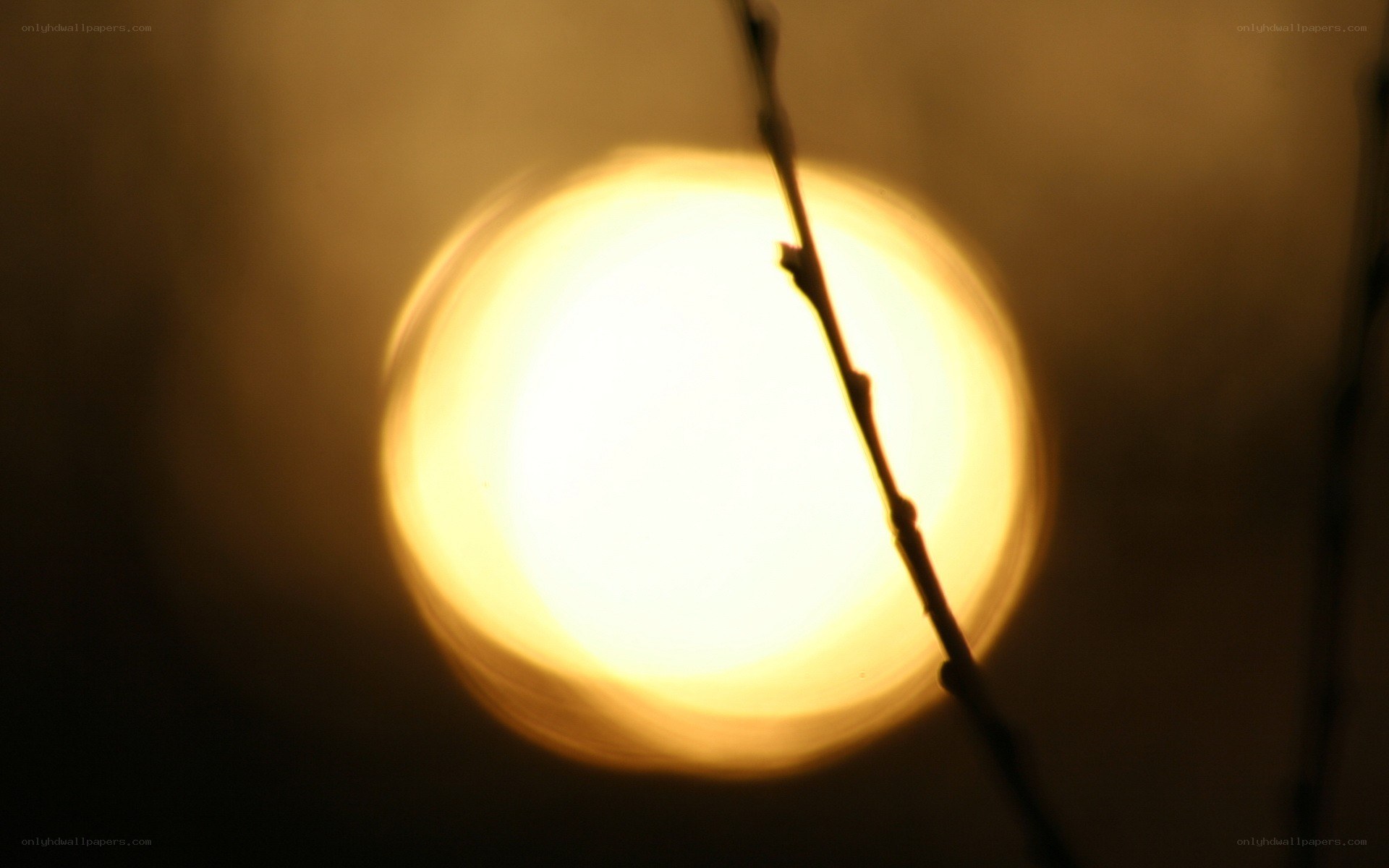 Sunlight through a branch