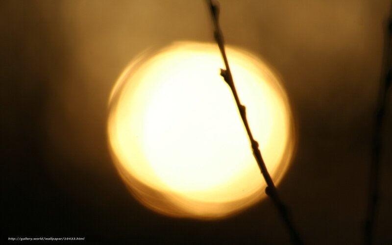 Sunlight through a branch
