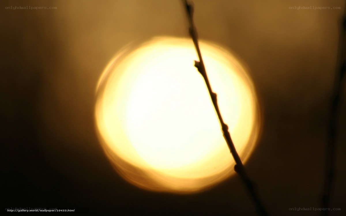 Sunlight through a branch
