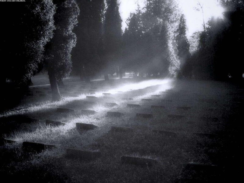 Sunlight through a cemetery