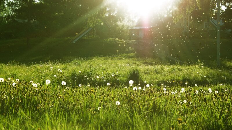 Sunlight through a dandelion field