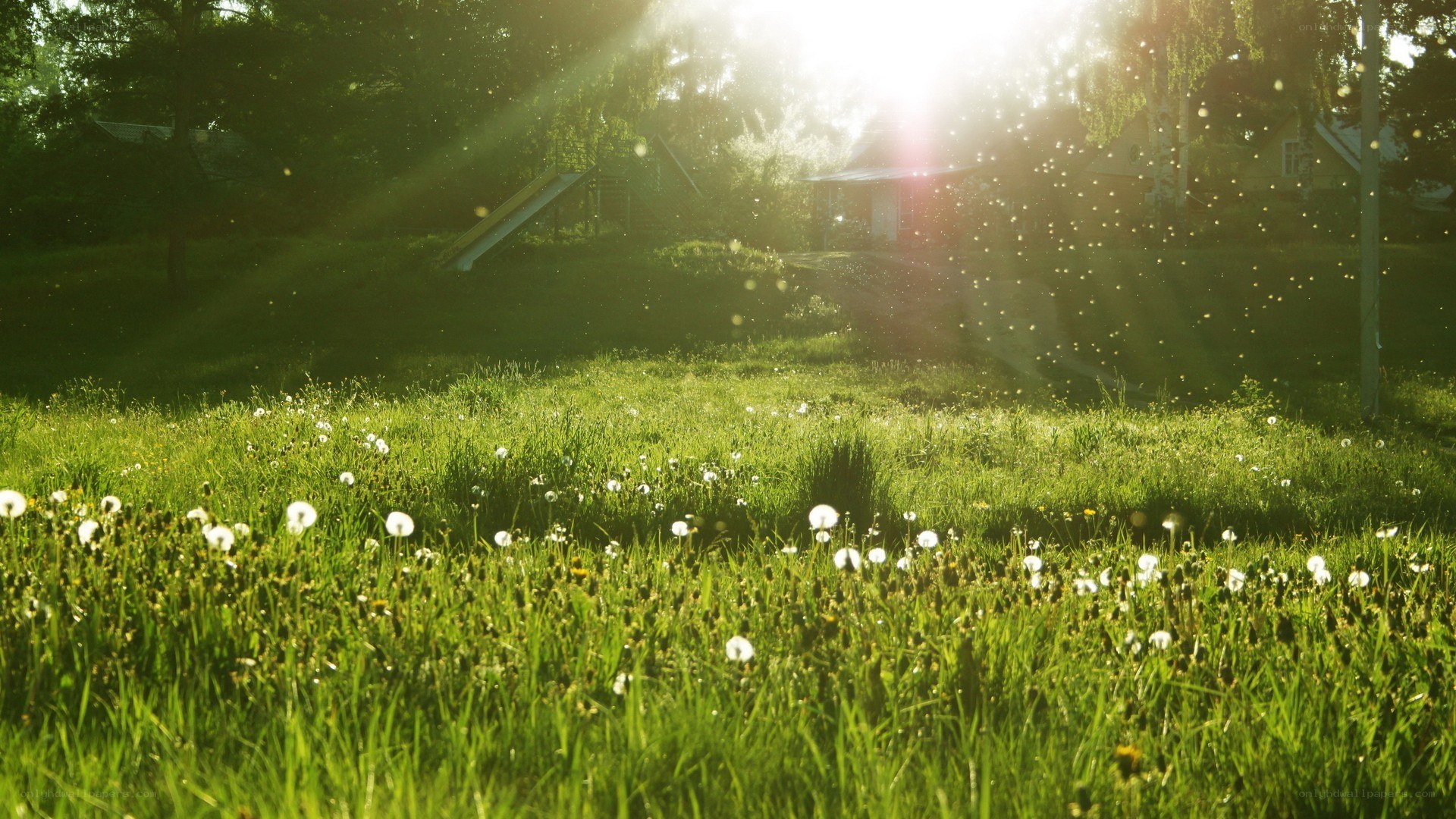 Sunlight through a dandelion field