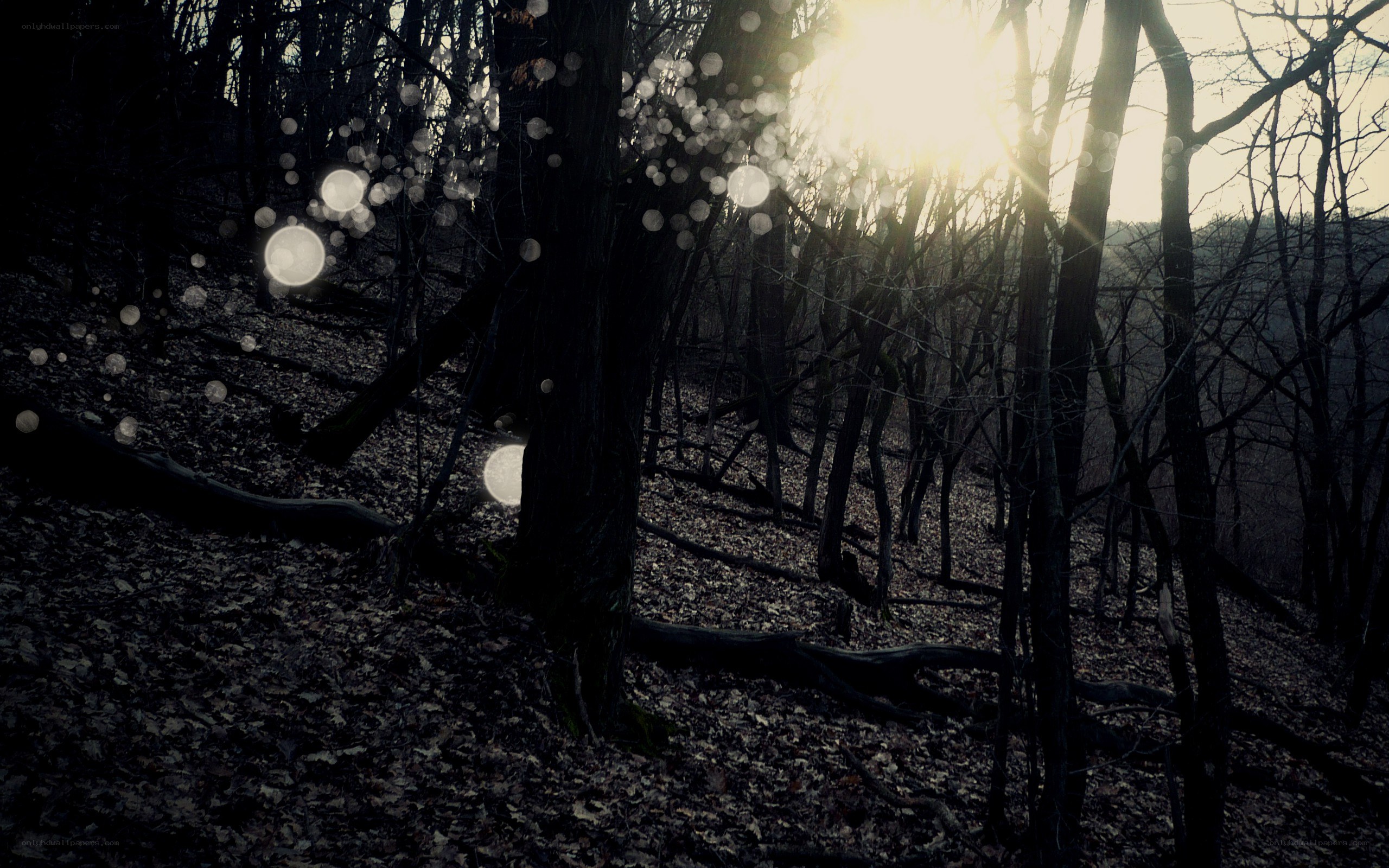 Sunlight through a dark forest