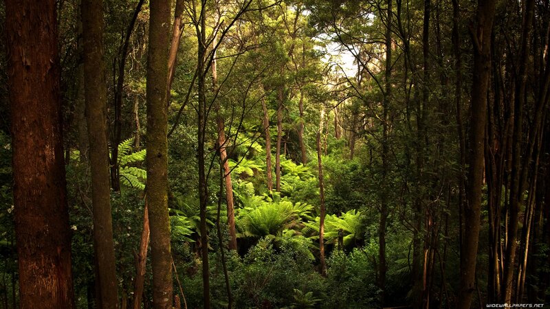 Sunlight through a dense forest