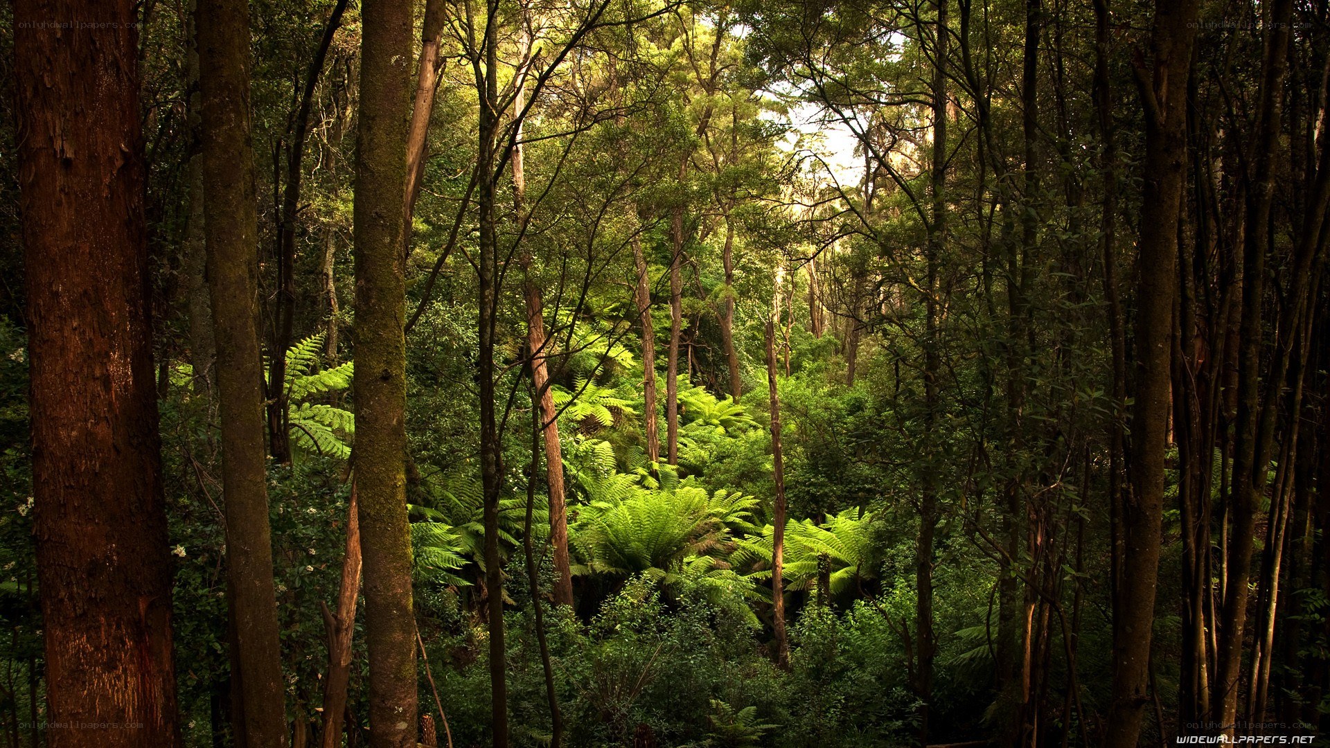 Sunlight through a dense forest