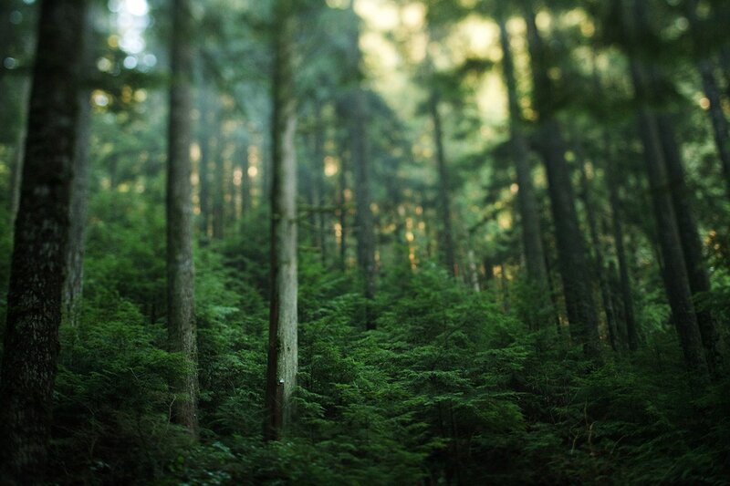 Sunlight through a dense forest