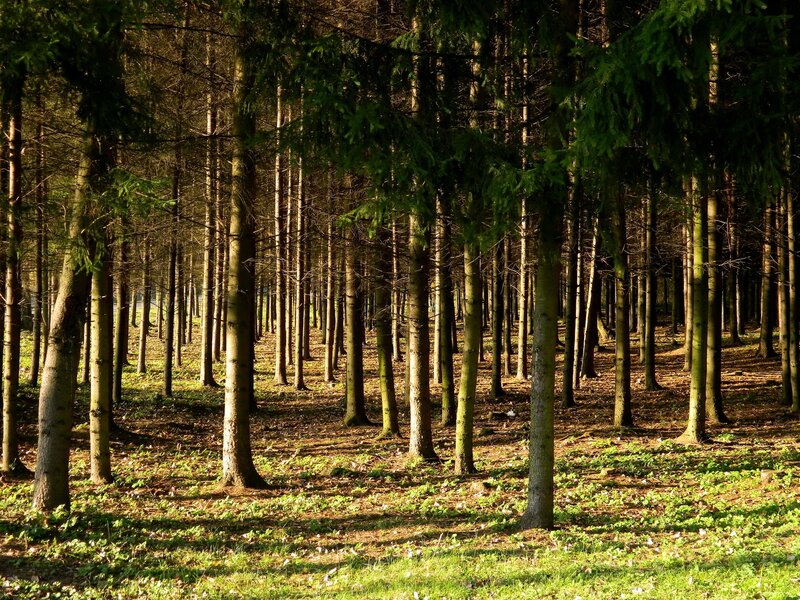 Sunlight through a dense forest