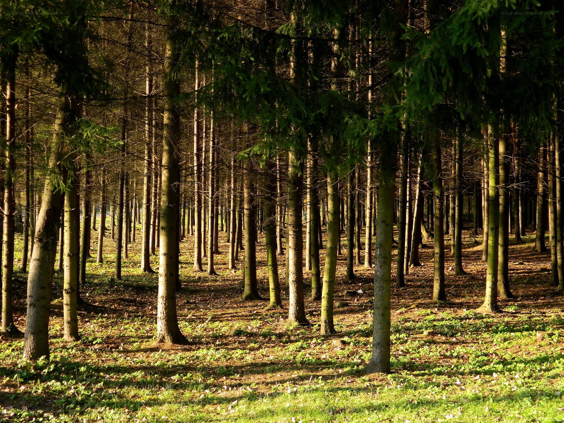 Sunlight through a dense forest