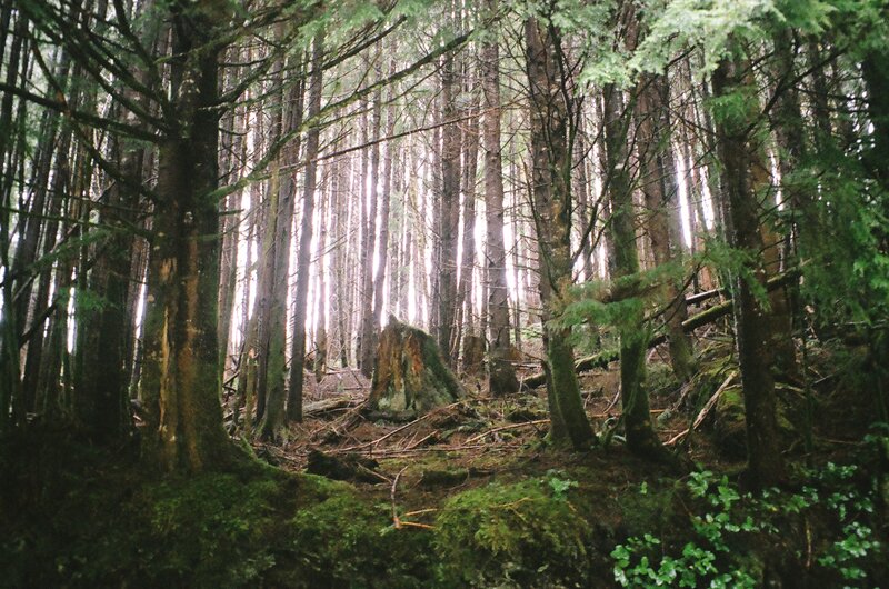 Sunlight through a dense forest