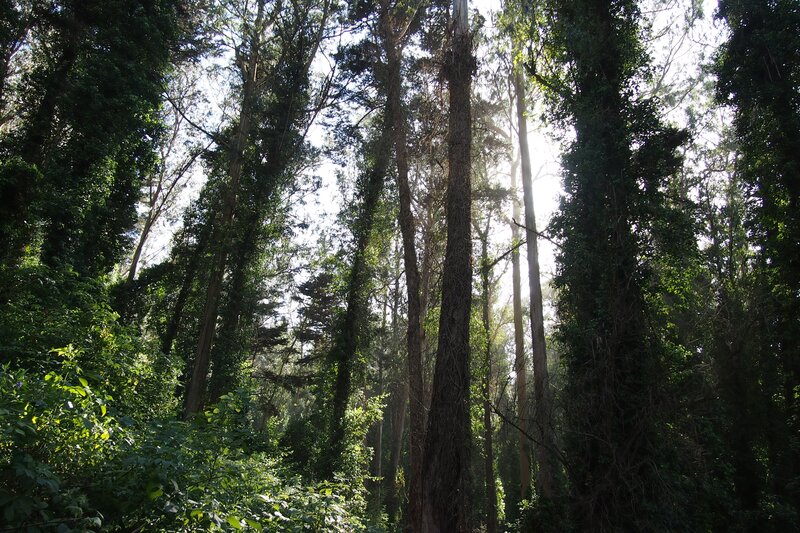 Sunlight through a dense forest