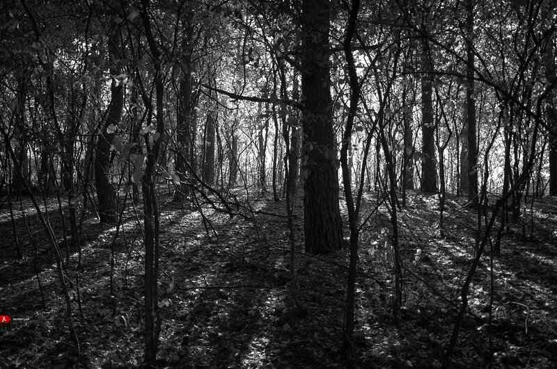 Sunlight through a dense forest