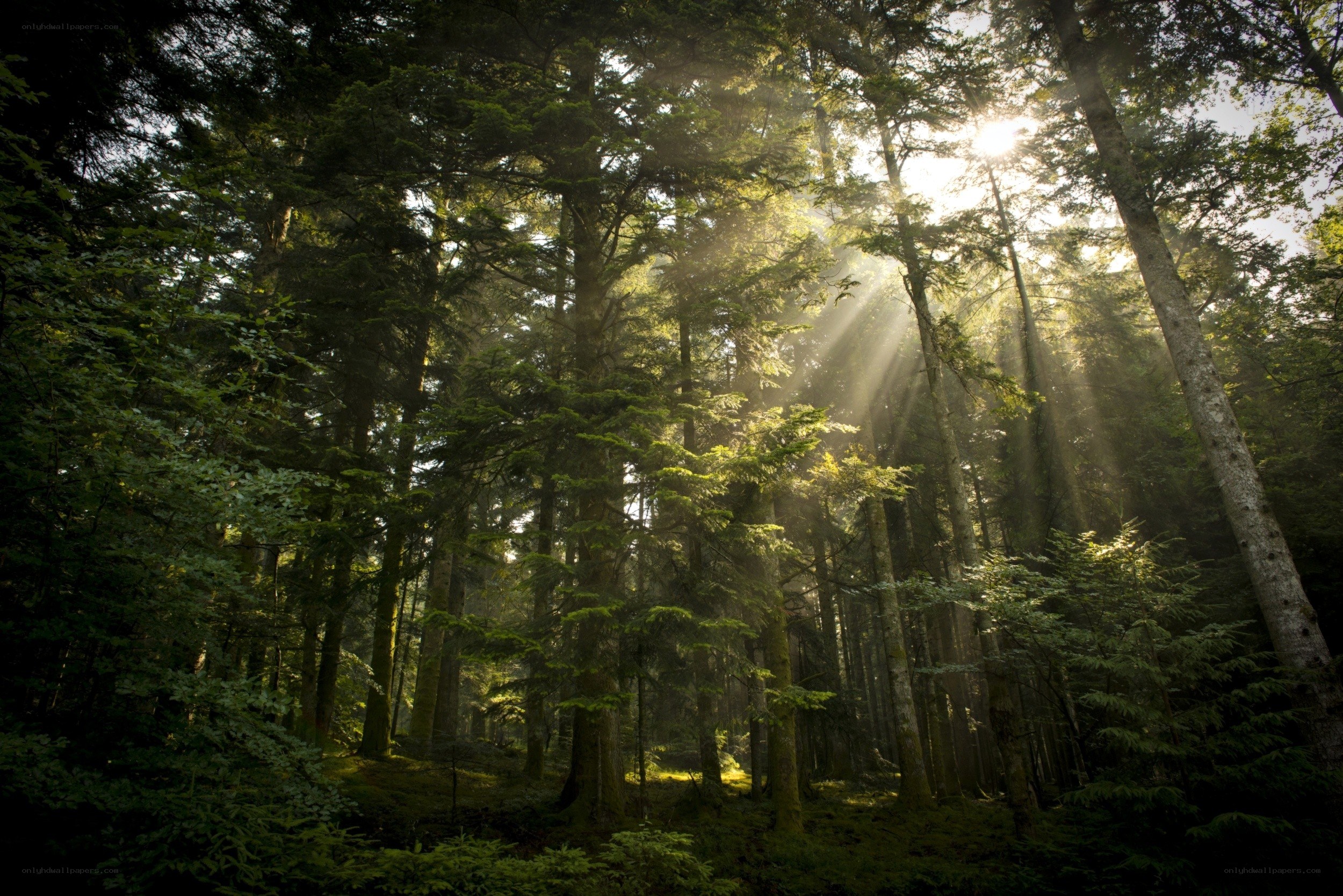 Sunlight through a dense forest