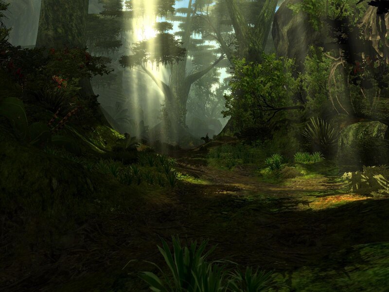 Sunlight through a dense forest