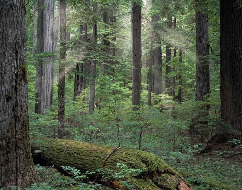 Sunlight through a dense forest
